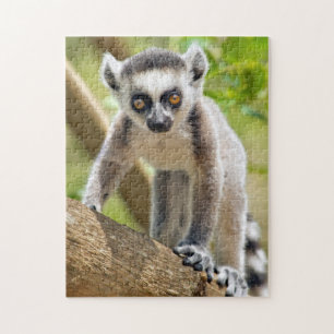 Baby Kringelschwanzmaki Puzzle