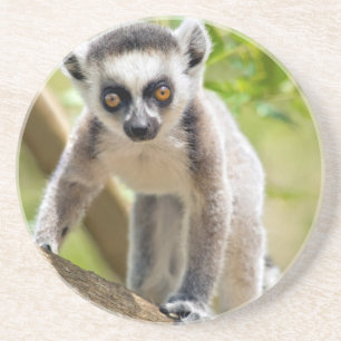 Baby Kringelschwanzmaki Sandstein Untersetzer