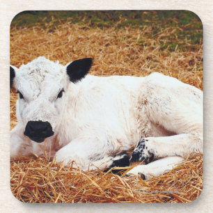 Baby-Kuh, Kalb Untersetzer