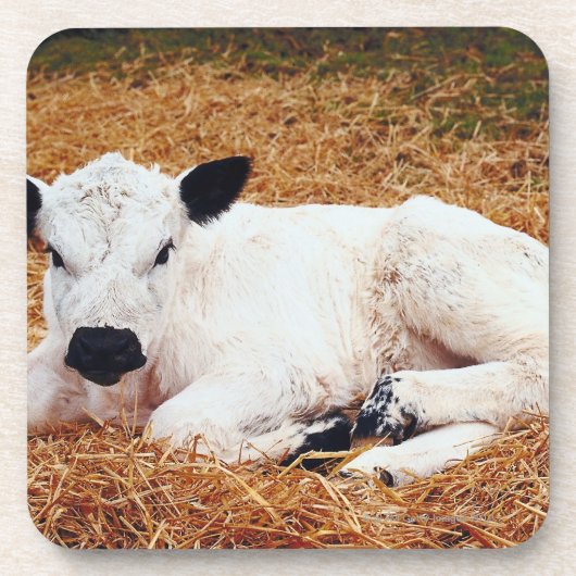 Baby-Kuh, Kalb Untersetzer (Vorderseite)