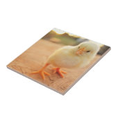 Baby-Küken Fliese (Seite)