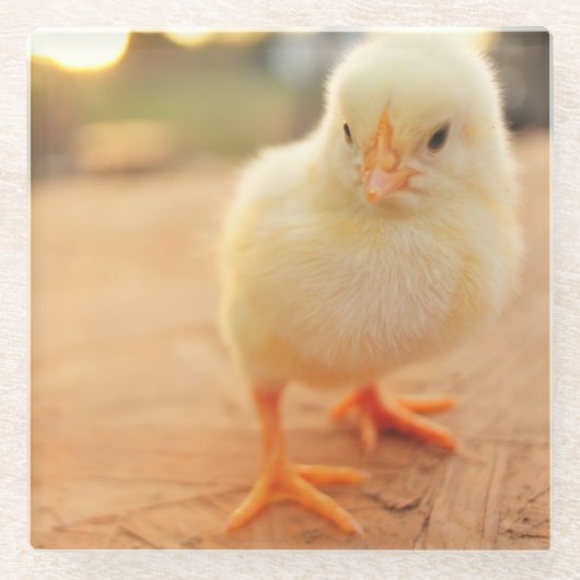 Baby-Küken Glasuntersetzer (Vorderseite)