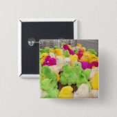 Baby-Küken in einem Stift an einem Markt gefärbt Button (Vorne & Hinten)