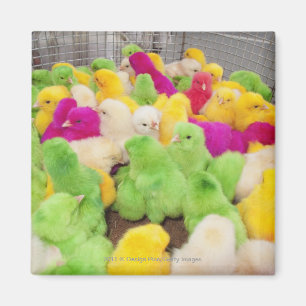 Baby-Küken in einem Stift an einem Markt gefärbt Magnet