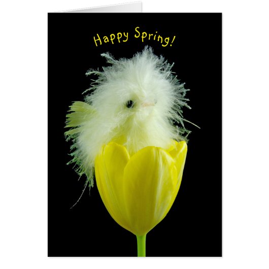 Baby Küken in gelber Tulpe (Vorne)