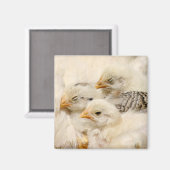 Baby Küken Magnet (Vorderseite/Rückseite)