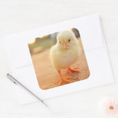 Baby-Küken Quadratischer Aufkleber (Umschlag)