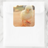 Baby-Küken Quadratischer Aufkleber (Tasche)