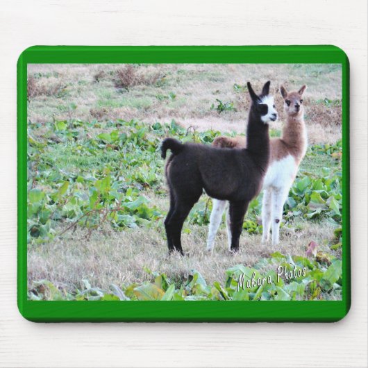 Baby-Lamas Mousepad (Vorne)