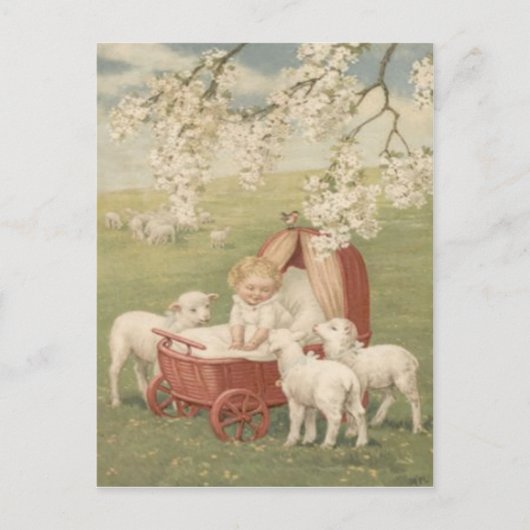 Baby Lamb Dogwood Tree Field Postkarte (Vorderseite)