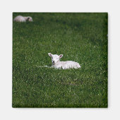 Baby Lamb Magnet (Vorne)
