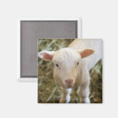 Baby Lamb Magnet (Vorderseite/Rückseite)