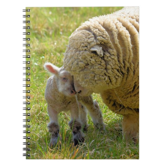 Baby Lamb Notebook Notizblock (Vorderseite)