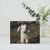 Baby Lamb Postkarte (Stehend Vorderseite)