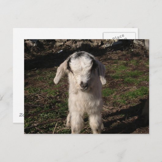 Baby Lamb Postkarte (Vorne/Hinten)