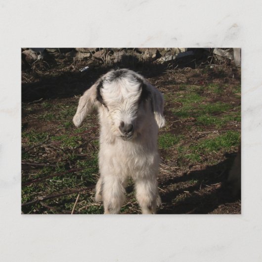 Baby Lamb Postkarte (Vorderseite)