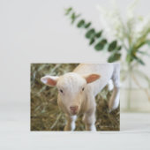 Baby Lamb Postkarte (Stehend Vorderseite)