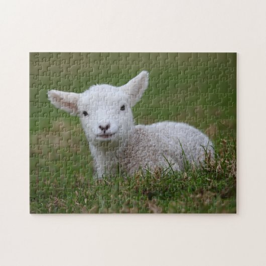 Baby Lamb Puzzle (Horizontal)