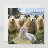 Baby Lamb Sheep Herd Flock Einladung (Vorderseite)