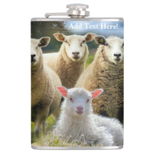 Baby Lamb Sheep Herd Flock Flachmann
