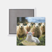 Baby Lamb Sheep Herd Flock Magnet (Vorderseite/Rückseite)