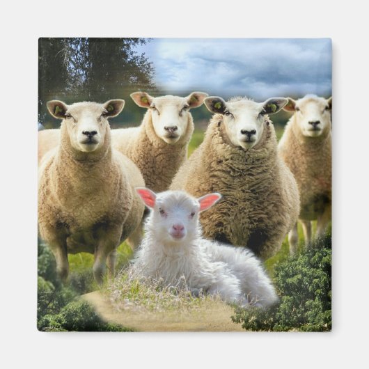 Baby Lamb Sheep Herd Flock Magnet (Vorne)