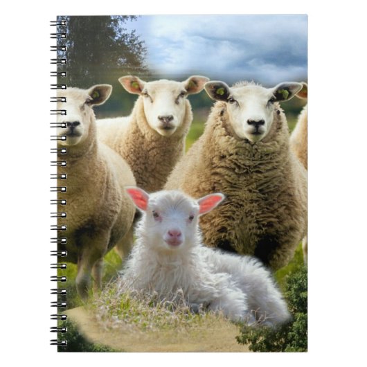 Baby Lamb Sheep Herd Flock Notizblock (Vorderseite)
