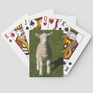 Baby Lamb Sheep Playing Cards Spielkarten