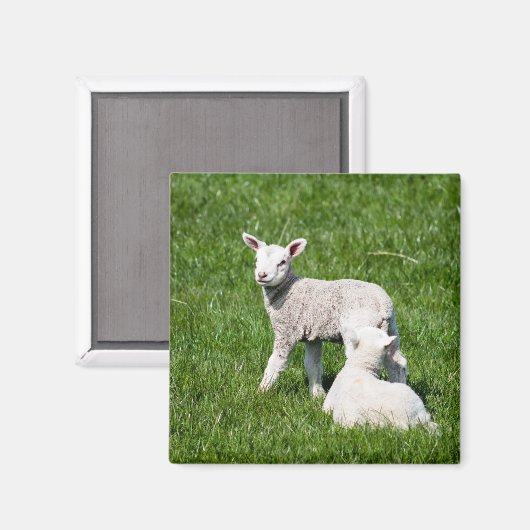 Baby Lambs Magnet (Vorderseite/Rückseite)
