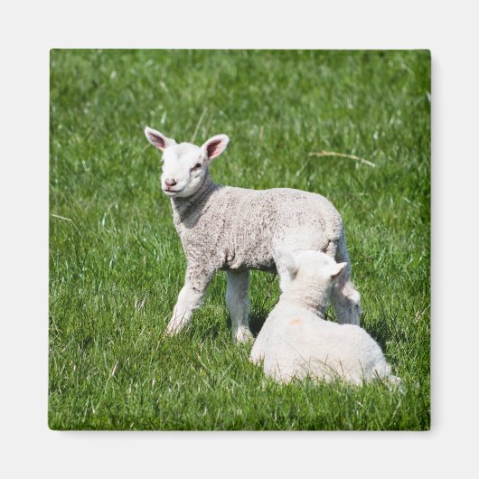 Baby Lambs Magnet (Vorne)