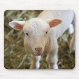 Baby-Lamm Mousepad
