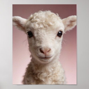Baby-Lamm-Porträt – Süße Tier-Wandkunst für das Ki Poster