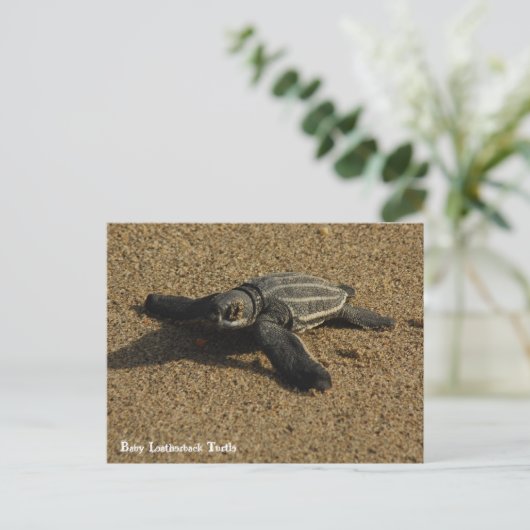 Baby Leatherback Turtle Postkarte (Stehend Vorderseite)