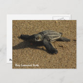 Baby Leatherback Turtle Postkarte (Vorne/Hinten)