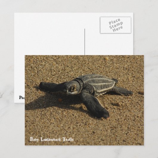 Baby Leatherback Turtle Postkarte (Vorne/Hinten)