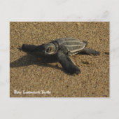 Baby Leatherback Turtle Postkarte (Vorderseite)