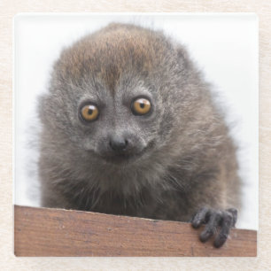 Baby Lemur Glass Untersetzer