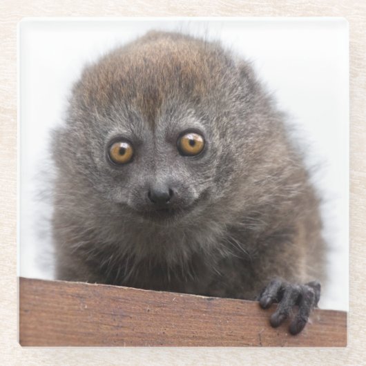 Baby Lemur Glass Untersetzer (Vorderseite)