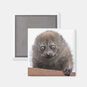 Baby Lemur Magnet (Vorderseite/Rückseite)