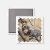 Baby Lemur Magnet (Vorderseite/Rückseite)
