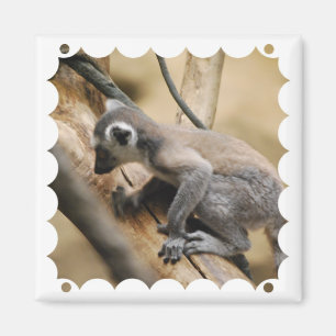 Baby Lemur Magnet