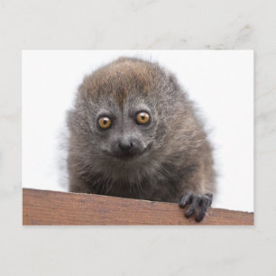 Baby Lemur Postcard Postkarte