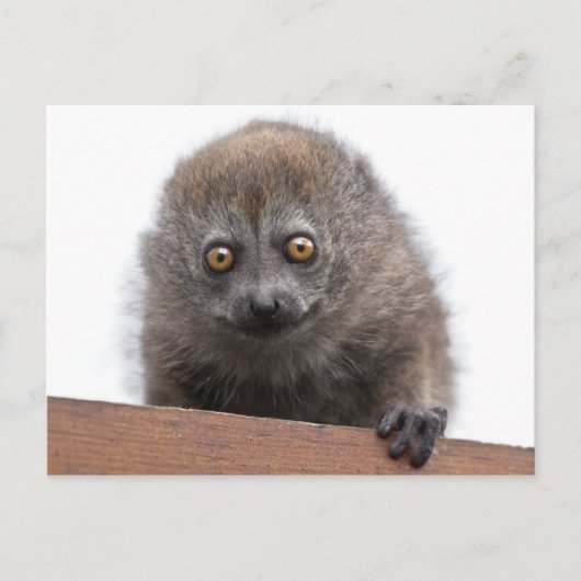 Baby Lemur Postcard Postkarte (Vorderseite)