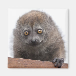 Baby-Lemuren-Magnet Magnet
