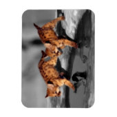 Baby Leopards Magnet (Vertikal)