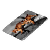 Baby Leopards Magnet (Linke Seite)