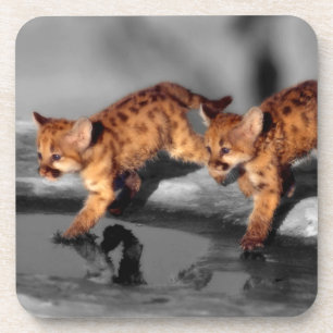Baby Leopards Untersetzer