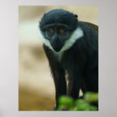 Baby L'Hoest Monkey Poster (Vorne)