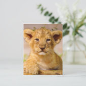 Baby Lion Cub Postkarte (Stehend Vorderseite)