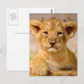 Baby Lion Cub Postkarte (Vorne/Hinten)